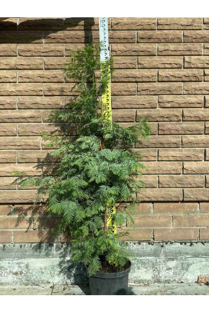 Метасеквойя гліптостробусовидна - 5л/вис.80-100см/Ø20-30см